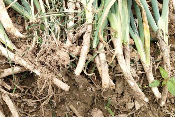 大葱的种植方法，应选择阳光比较充足地方养护