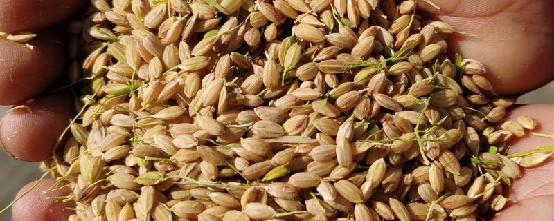 稻谷的国家标准等级划分，分为5个等级出糙率各不相同