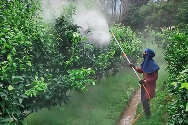 阿维菌素的复配方法，防治菜青虫和小菜蛾可搭配甲维盐