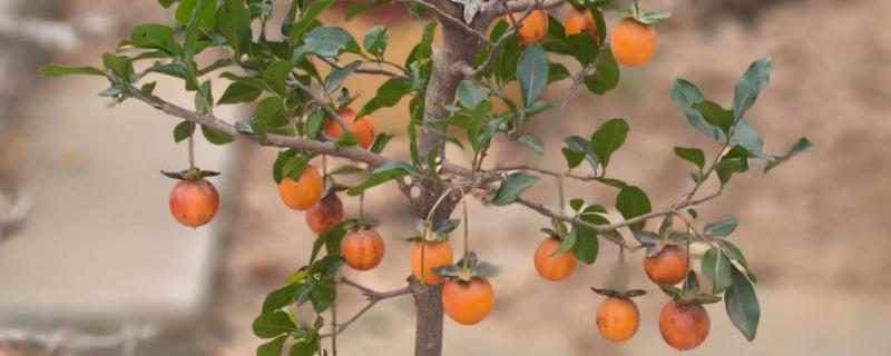 金弹子与老鸦柿的区别是什么，叶片和花朵均不同