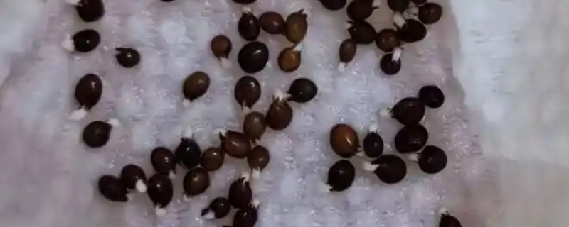 凤仙花种子多少天才能发芽，播种后7-10天就会发芽