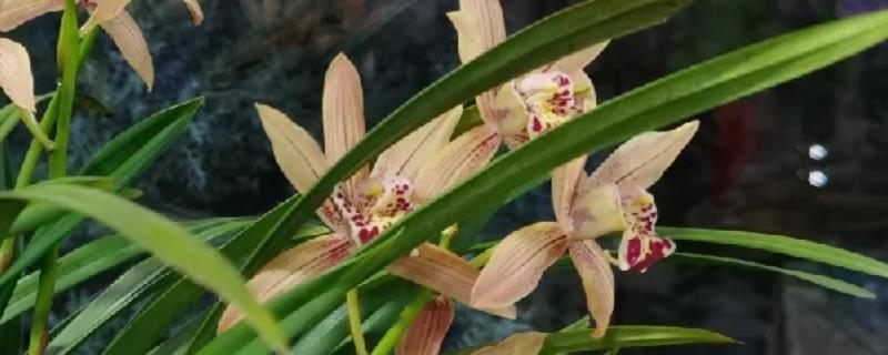 台湾小姐兰花的换盆方法，适合在每年的3-4月份换盆