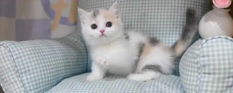 猫常见疾病有哪些，常见的有跳蚤、耳螨等
