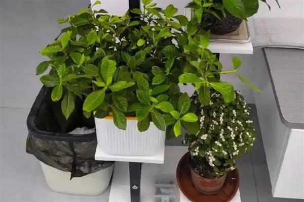 植物冬季需要保暖的原因，是为了防止产生冻害