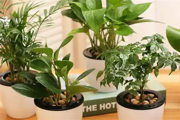植物冬季需要保暖的原因，是为了防止产生冻害