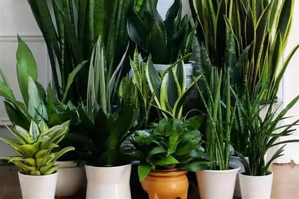 植物冬季需要保暖的原因，是为了防止产生冻害