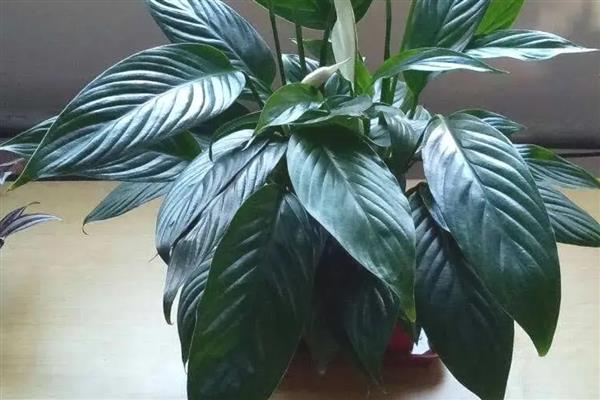 植物冬季需要保暖的原因，是为了防止产生冻害