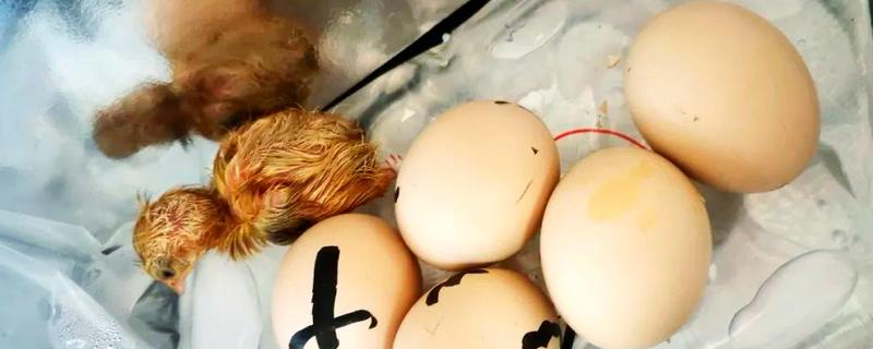 鸡几天能孵化出来，要21天才能孵化出来