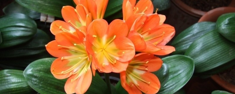 让君子兰快速开花的方式，可以采取控温的方法