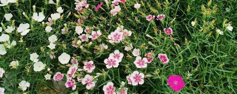 五彩石竹的简介，属于石竹科、石竹属草本植物