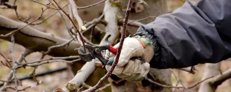苹果树如何剪枝，在冬天落叶之后进行