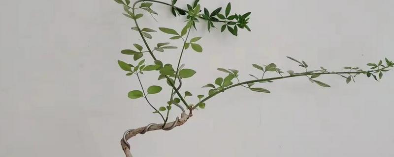 独杆迎春花的修剪方法，在它开花的时候进行修剪