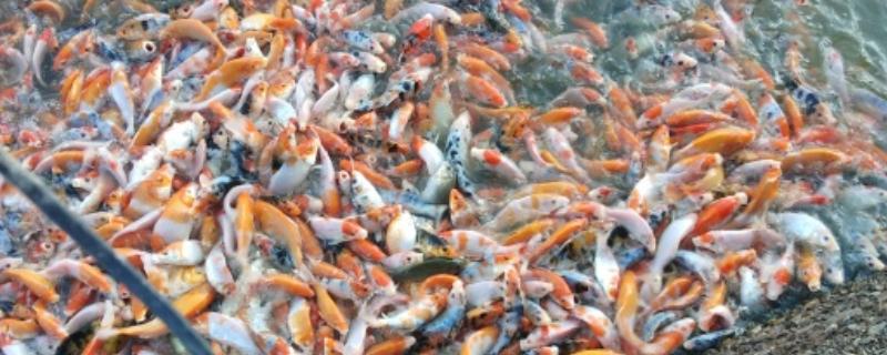 蓝衣锦鲤的产地,原产于中亚地区