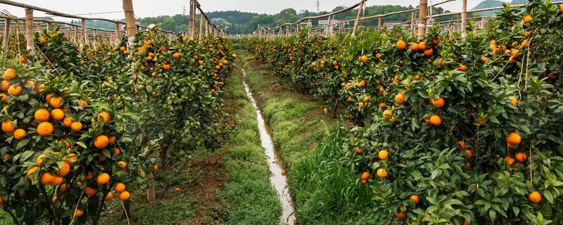 沃柑在七月份用什么肥，适当增施钾肥和磷酸盐水溶性肥料