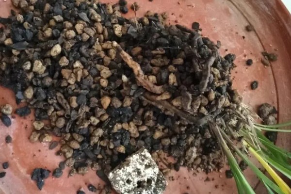 台湾小姐兰花的换盆方法，适合在每年的3-4月份换盆