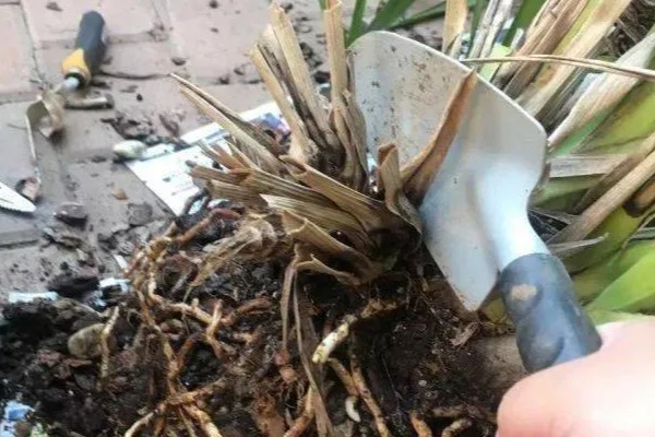 台湾小姐兰花的换盆方法，适合在每年的3-4月份换盆