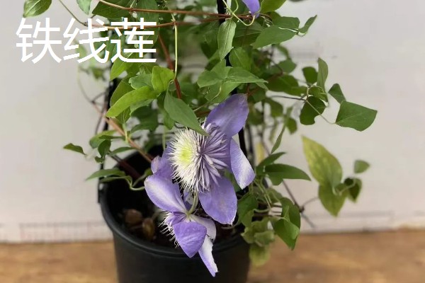 哪些盆栽花卉比较抗冻，常见冬石南、铁线莲等品种