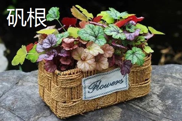 哪些盆栽花卉比较抗冻，常见冬石南、铁线莲等品种