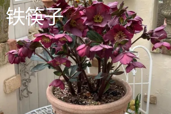 哪些盆栽花卉比较抗冻，常见冬石南、铁线莲等品种