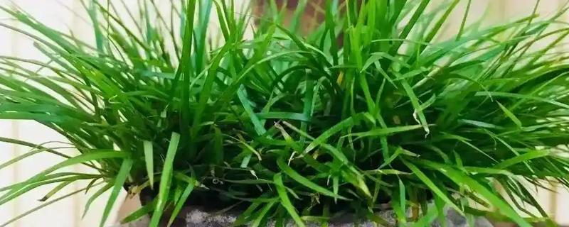 菖蒲的耐寒温度，可耐寒5℃