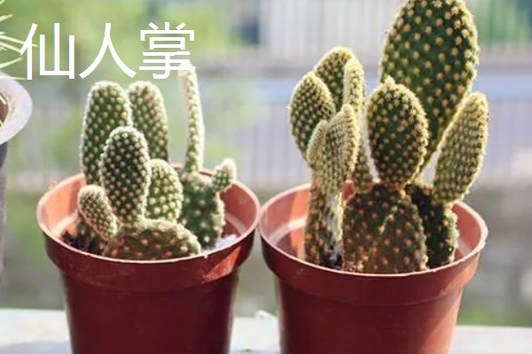 哪些盆栽花卉比较抗冻，常见冬石南、铁线莲等品种
