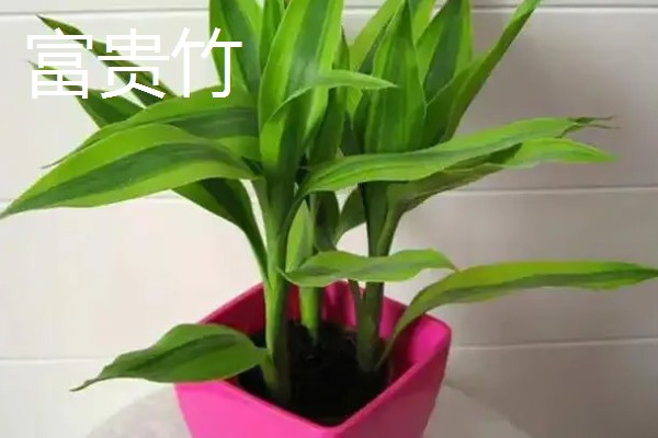 哪些盆栽花卉比较抗冻，常见冬石南、铁线莲等品种