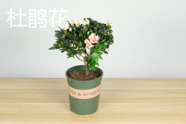 哪些盆栽花卉比较抗冻，常见冬石南、铁线莲等品种
