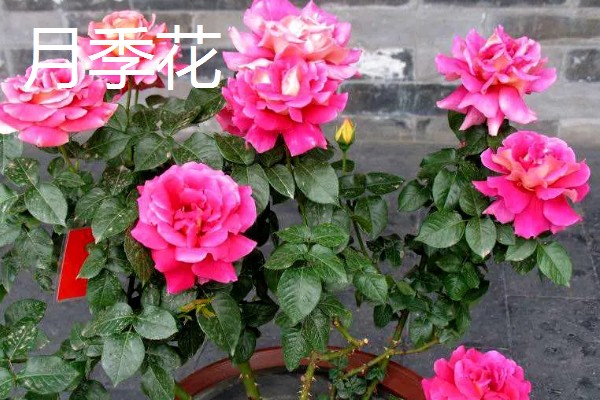 哪些盆栽花卉比较抗冻，常见冬石南、铁线莲等品种