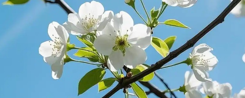 二月份开白色的花有哪些品种，有樱花、梨花等