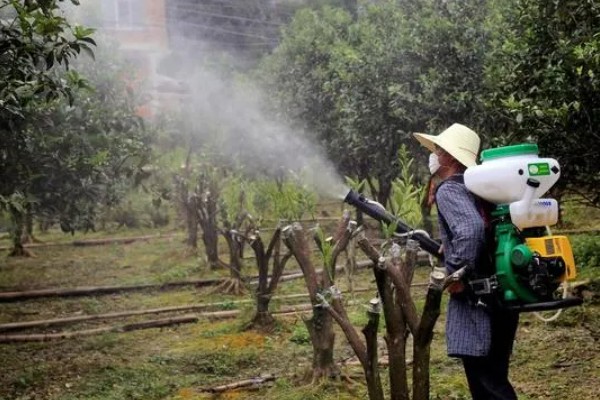对果树使用叶面肥要注意什么，前期使用氮肥可促进新梢生长