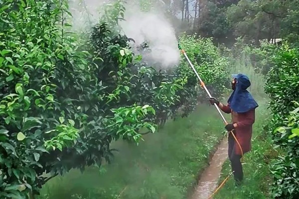 对果树使用叶面肥要注意什么，前期使用氮肥可促进新梢生长