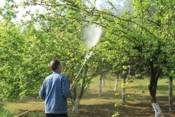 对果树使用叶面肥要注意什么，前期使用氮肥可促进新梢生长