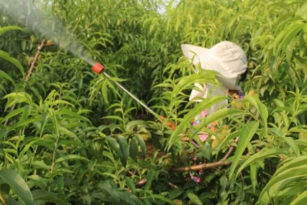 对果树使用叶面肥要注意什么，前期使用氮肥可促进新梢生长