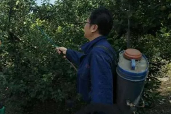 对果树使用叶面肥要注意什么，前期使用氮肥可促进新梢生长