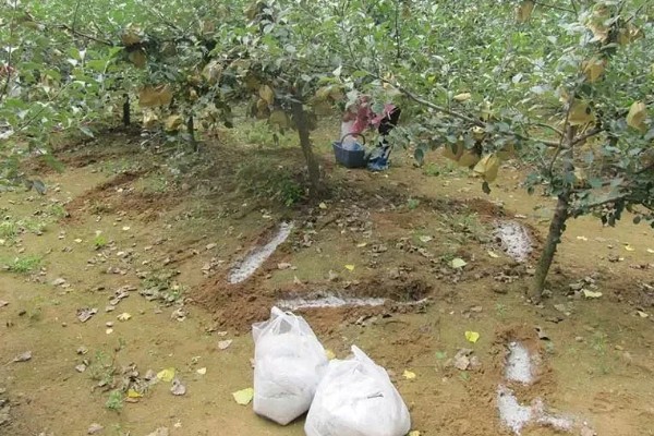 对果树使用叶面肥要注意什么，前期使用氮肥可促进新梢生长