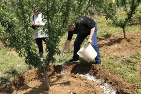 对果树使用叶面肥要注意什么，前期使用氮肥可促进新梢生长