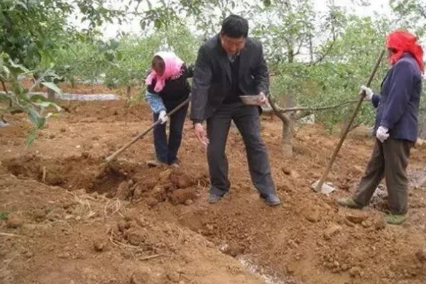 对果树使用叶面肥要注意什么，前期使用氮肥可促进新梢生长