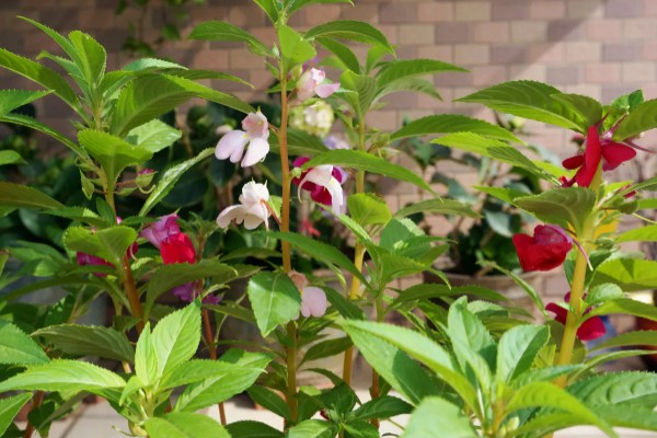 凤仙花有什么危害，含有毒素不可触碰花叶