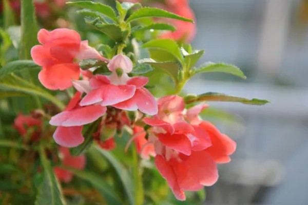 凤仙花有什么危害，含有毒素不可触碰花叶