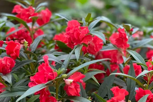 凤仙花有什么危害，含有毒素不可触碰花叶