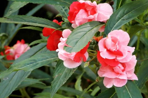 凤仙花有什么危害，含有毒素不可触碰花叶