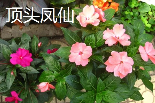 凤仙花有什么危害，含有毒素不可触碰花叶