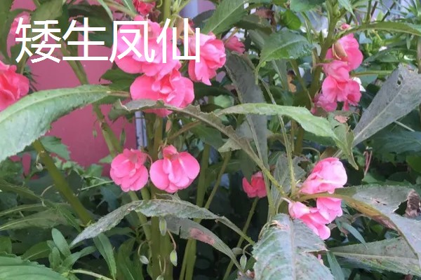 凤仙花有什么危害，含有毒素不可触碰花叶
