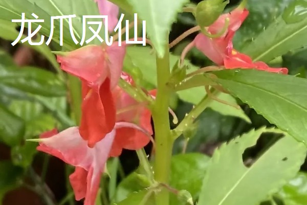 凤仙花有什么危害，含有毒素不可触碰花叶