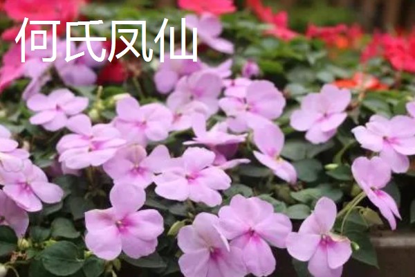 凤仙花有什么危害，含有毒素不可触碰花叶