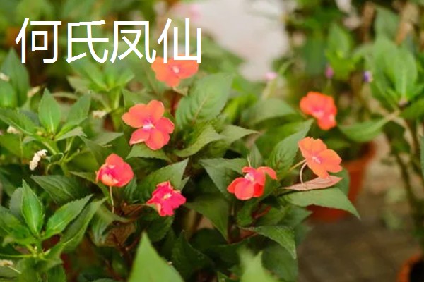 凤仙花有什么危害，含有毒素不可触碰花叶