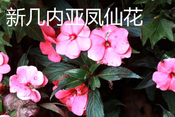凤仙花有什么危害，含有毒素不可触碰花叶