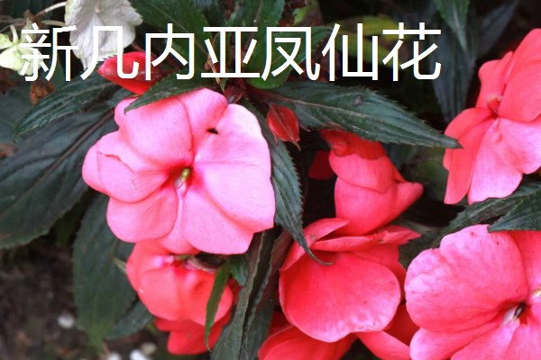 凤仙花有什么危害，含有毒素不可触碰花叶