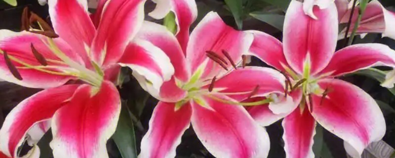 香水百合换盆后要不要马上浇水，每隔一天浇一次或等土壤变干再浇水