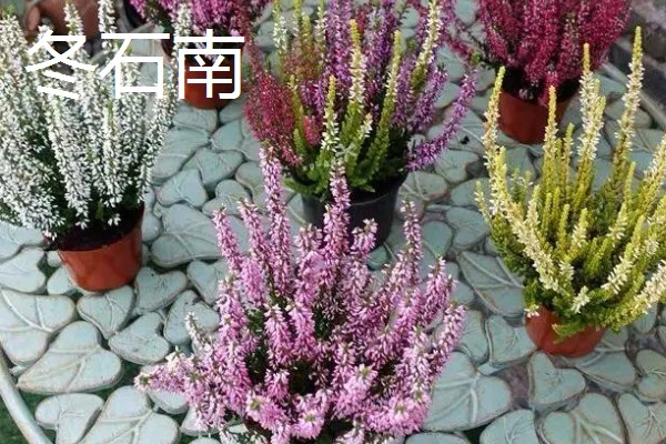 哪些盆栽花卉比较抗冻，常见冬石南、铁线莲等品种
